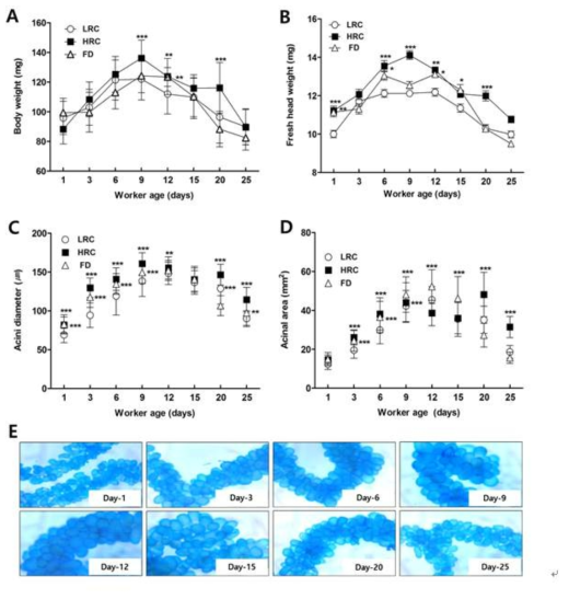 Changes of body weight (A) and fresh head weight (B) and development of hypopharyngeal gland acini diameter (C) and acinal surface (D) of honeybee workers of different age. (E) represents the development of HPG acini of honeybee workers of different age in FD line. The results are expressed the means ± SD. *P < 0.05, **P < 0.01, ***P < 0.001 vs LRC