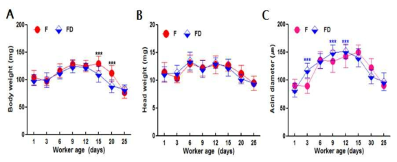 Changes of body weight (A), fresh head weight (B) and development of hypopharyngeal gland acini diameter (C) of honeybee workers of different age in F line and cross breed FD