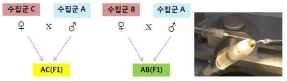 선발 계통 간 교배(인공수정)를 통해 F1양성