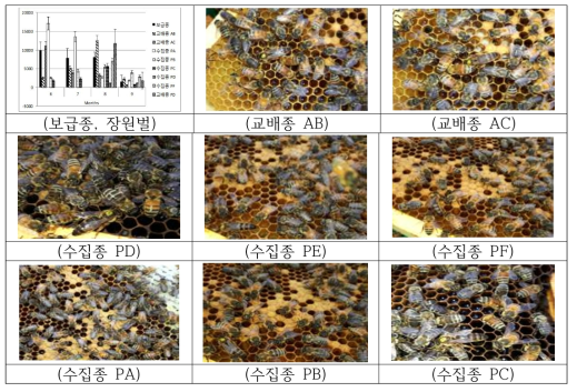 프로폴리스 다수확 계통 선발 시험용 계통