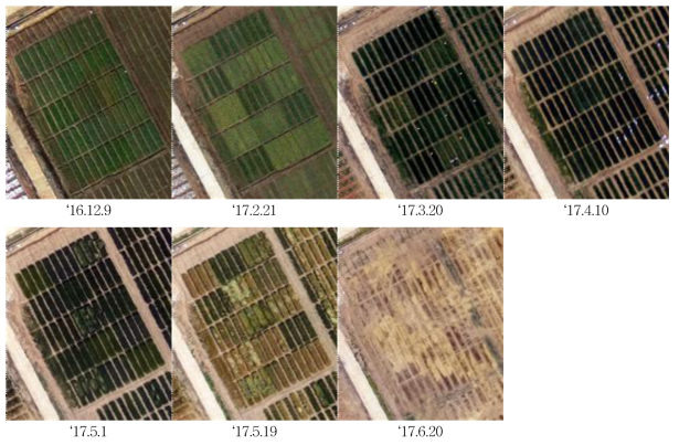 생육시기별 무인기 칼라(RGB) 합성영상(2년차 예시)