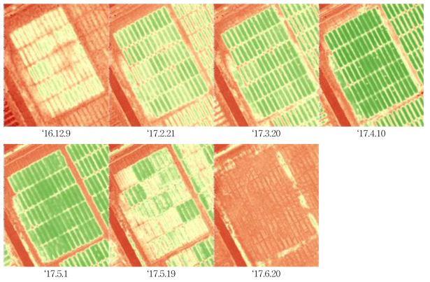 생육시기별 무인기 근적외선(NIR) 영상을 이용한 식생지수(NDVI) 분포도(2년차 예시)