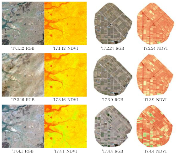 전북 군산시 회현면 대정리 일대 밀, 보리 재배단지 Landsat-8(좌) 및 UAV(우) 영상