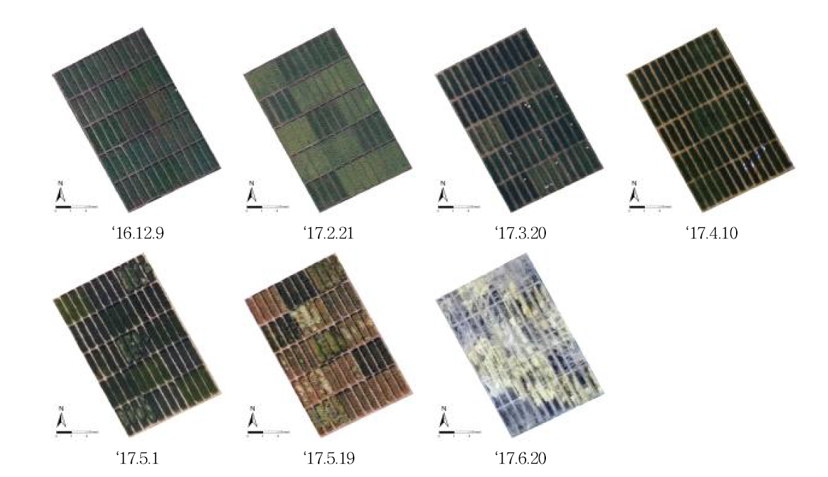 생육시기별 무인기 칼라(RGB) 영상
