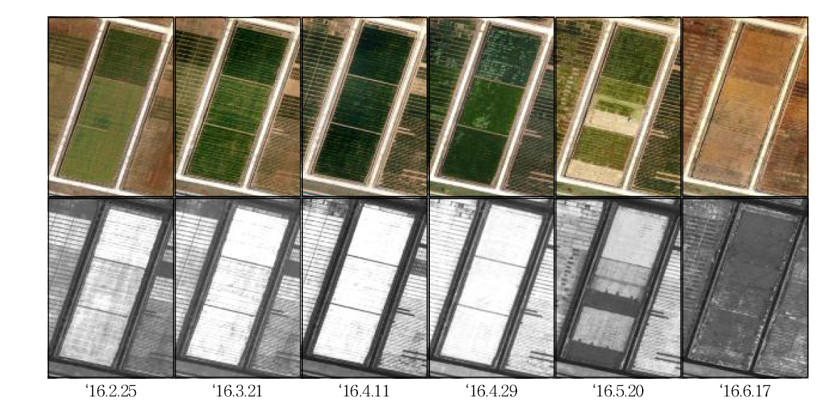 생육시기별 무인기 칼라(RGB) 합성영상 및 NDVI(식량원 호밀, 청보리)