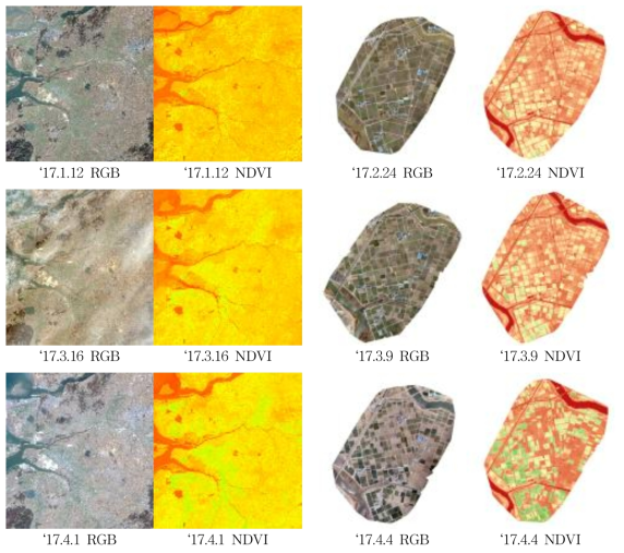 전북 김제시 죽산면 연포리 일대 조사료 재배단지 Landsat-8(좌) 및 UAV(우) 영상