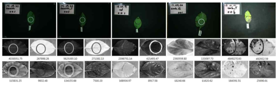 정상 잎 RGB영상과 초분광영상의 주성분분석영상 (좌측부터 정상 잎, 어린 잎, 영양결핍, 질병초기, 질병 후기)