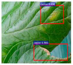 Canker로 분류된 Leaf mold 영상(FP)