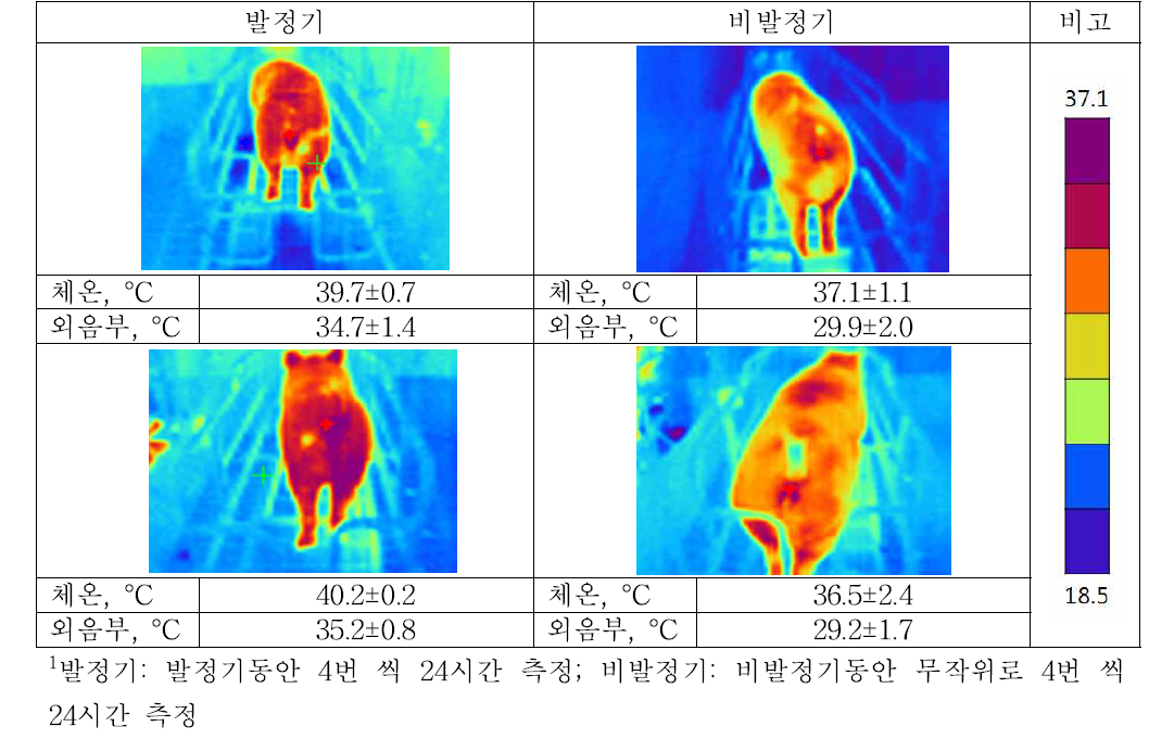 발정기 및 비발정기에 따른 모돈 외음부 및 체온 변화1