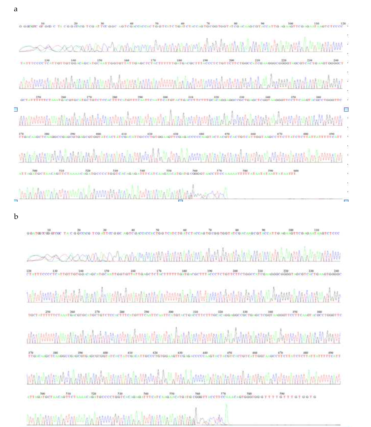 SPL17100(a), SPL17101(b)균주의 EF 유전자 염기서열 분석을 위한 Chromatic graph