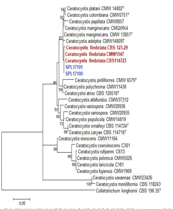 SPL17100, SPL17101균주의 ITS 유전적 유연관계 분석을 위한 phylogenetic 분석