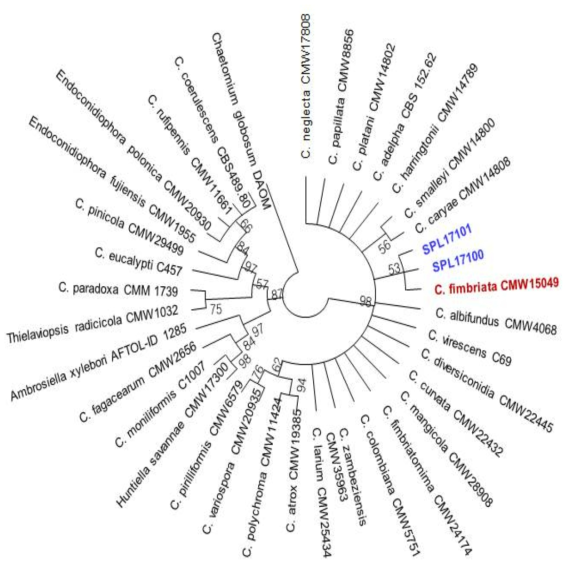 SPL17100, SPL17101균주의 ITS 유전적 유연관계 분석을 위한 phylogenetic 분석