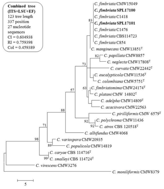SPL17100, SPL17101균주의 유전적 유연관계 분석을 위한 phylogenetic 분석