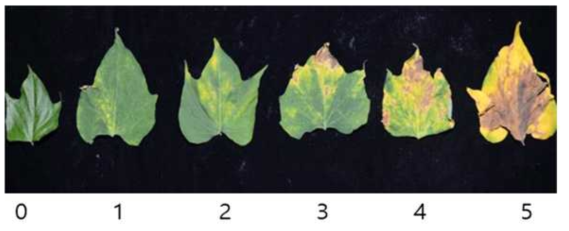 잎줄기 접종법을 이용한 병 검정시 사용된 병 심각도 측정기준 0; 병 미발생, 1; 병 발생으로 인해 미약한 잎의 황화 반응, 2; 황화반응 면적 잎의1/3정도, 3; 황화 반응 면적 1/2 및 마름현상, 4; 황화반응 2/3, 마름현상 심화, 5; 잎의 전반에 걸쳐 황화 및 마름 현상
