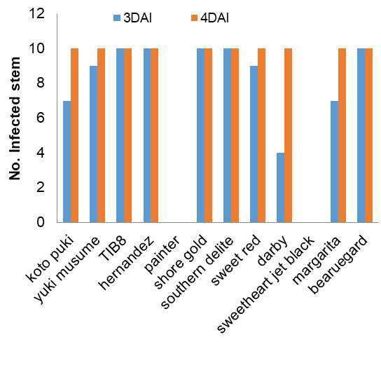 미국 대표균주(US C4087)을 이용한 미국 12개 품종 대상 검은무늬병 저항성 검정 결과. 접종 후 2일, 3일과 4일 지난 후 병 진전에 따른 병 발생율 조사 결과 병 미발생 품종: koto puki, TIB8, sweetheart jet black, margatita, bearuegard, 병 강발생 품종: painter, shore gold, southern delite, 병 약 발생 품종: yuki musume, hernandez, sweet red, darby