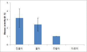 미국 대표균주(US C4087)을 이용한 국내 4 품종 대상 검은무늬병 저항성 검정 결과