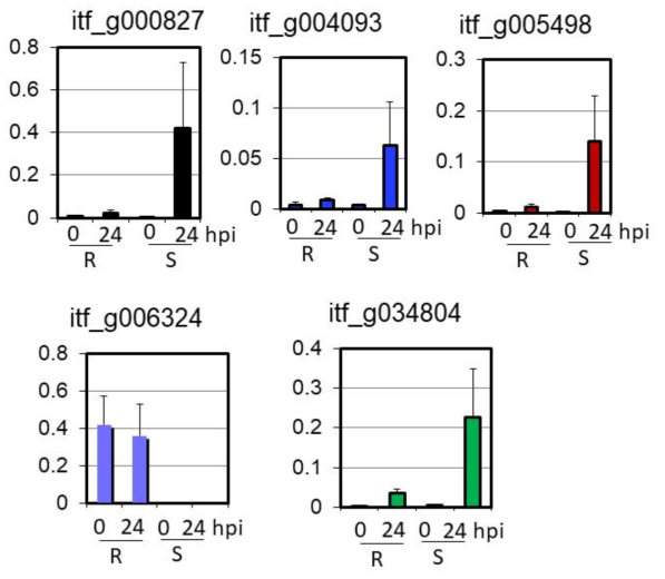 저항성 및 감수성 반응 관련 유전자의 병접종 후24시간의 발현양 비교 분석. 병 저항성 관련 유전자들의 병 접종 전후 발현양의 차이를 확인하기 위해 수행된 qRT-PCR 결과