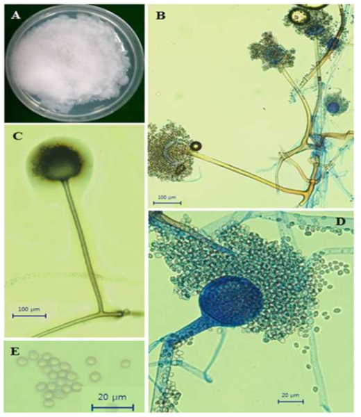 무름병 원인균 Rhizopus microporus strain SPL16012의 형태 분석 결과 (A), sporangiophores with sporangia (B-C), sporangia releasing sporangispore (D) and sporangiospore (E)