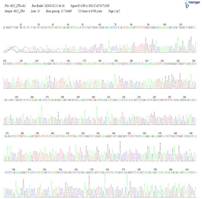 SPL16012균주의 ITS4 염기서열 분석을 위한 Chromatic graph