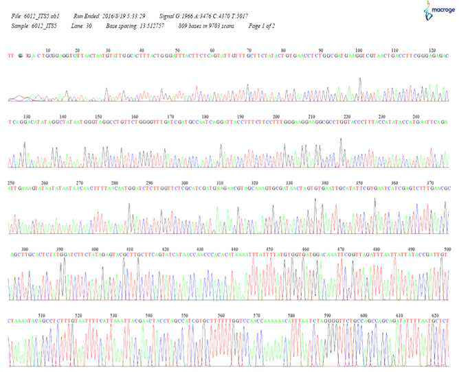 SPL16012균주의 ITS5 염기서열 분석을 위한 Chromatic graph