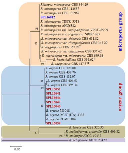SPL16012균주의 ITS 유전자의 유전적 유연관계 분석을 위한 phylogenetic 분석