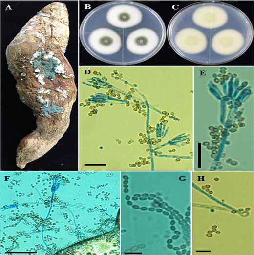 푸른곰팡이병 Penicillium oxalicum SPL15027의 형태 분석 결과 (A), 고구마에 발생한 병징 모습 (B-C), MEA 배지에 균배양 전면과 후면모습; (D-F) conidiophore, metulae 그리고 phialides and (G-H) conidia. Scale bars; D = 20 μm, E,-G-H = 10 μm, F = 50 μm