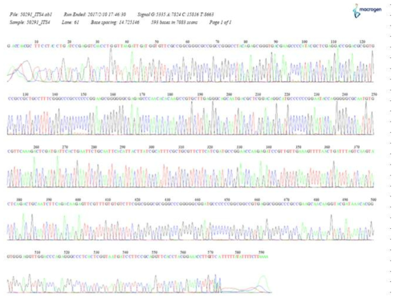 SPL15027균주의 ITS4 염기서열 분석을 위한 Chromatic graph