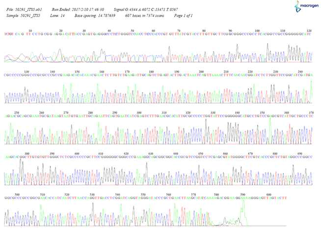 SPL15027균주의 ITS5 염기서열 분석을 위한 Chromatic graph