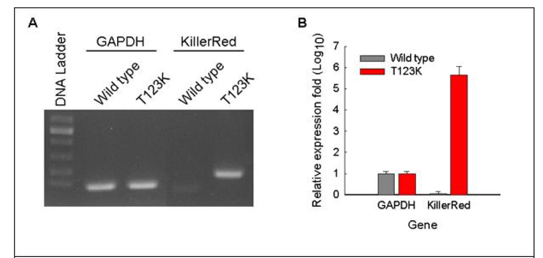 형질전화누에에서 Killer red 유전자 발현 분석.(a)RT-PCR을 이용한 Killer red유전자 발현분석, 대조구로 GAPDH 유전자를 이용하였음,(b)Real-time PCR을 이용한 형질전환누에에서 유전자 발현량 비교분석