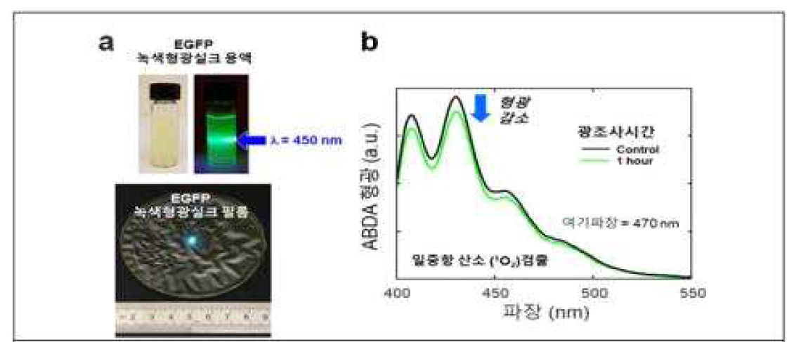 (a)EGFP녹색형광실크 피브로인 용액 및 필름,(b)EGPP녹색형광실크필름의 활성산소 생성 검출 센서(ABDA)형광 스펙트럼