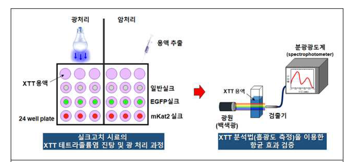 항균(항바이러스) 실험 프로토콜 II도식도 - XTT분석법 : 세포 증식 여부를 용액의 흡광도 분석을 통해 비교