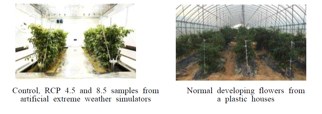 고추의 낙화 표본 수집(좌)과 정상적으로 발달한 꽃의 표본 수집(우)