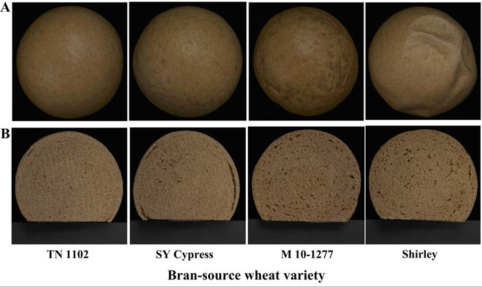 Top surface (A) and cross sectional (B) views of steamed breads prepared from whole wheat flours by blending the brans obtained from selected wheat varieties with a base flour