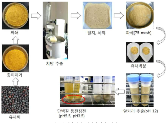 유채박 순수 단백질 추출 과정