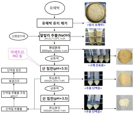 유채박 단백질의 알카리 추출 단계별 방법