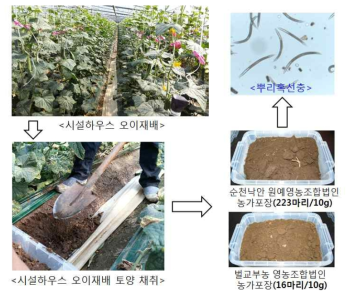 오이재배 시설하우스토양 뿌리혹선충 밀도 조사