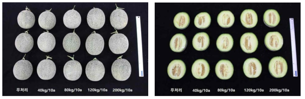 유채박 토양 처리 후 멜론 조사