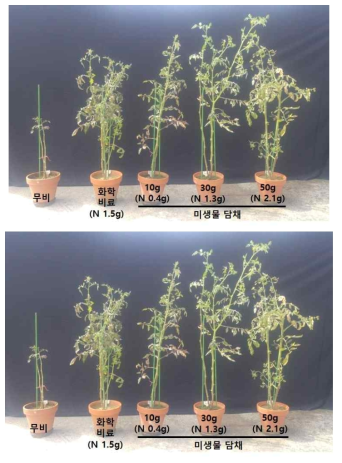 부숙 유채박 처리 12주 후 토마토 생육