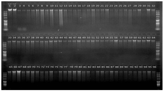 F2 DNA 샘플 QC 분석