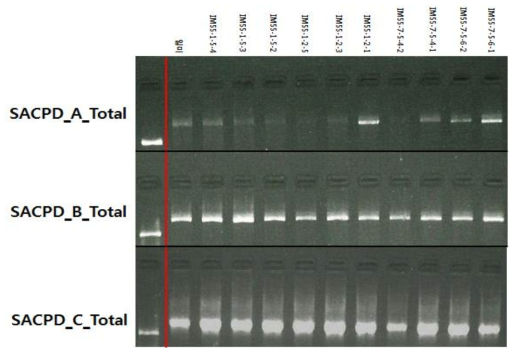 고 stearic acid 함유 돌연변이 계통의 PCR 분석