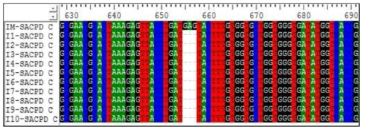 SACPD-C 유전자 염기서열의 multiple alignment