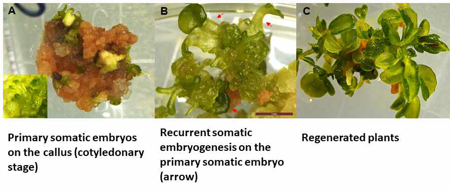 EID3 배지에서의 메디카고 표준 야생형 A17 캘러스 유래 체세포배 발생 및 식물체 재분화 과정 A. 캘러스가 형성된 잎 절편에서의 1차 체세포배(primary somatic embryo)의 형성. Cotyledonary 단계(작은 상자의 사진) B. 1차 체세포배(빨간 화살표)의 기부에 다시 형성된 2차 체세포배 발생 C. 식물발달배지(SDM)로 이식한 후 재분화되어 본 잎이 나온 식물체