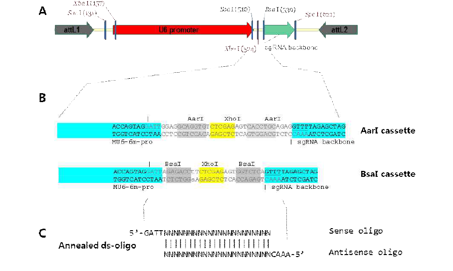 메디카고 U6 프로모터를 이용한 sgRNA 발현/클로닝 벡터 시스템 A. 메디카고 U6 프로모터와 sgRNA backbone 사이에 annealed double strand oligo (C) 클로닝 카세트를 삽입하여 pDONR221(Invitrogen) 벡터에 재조합함 B. Double strand oligo 클로닝 카세트를 2종의 제한효소 AarI과 BsaI을 선택하여 사용할 수 있게 각각 제작함. 클로닝 카세트 중간에 XhoI 절단 서열을 넣어 클로닝 후 미절단 벡터를 억제할 수 있게 함 C. sgRNA 클로닝을 위한 double strand oligo annealing. crRNA 표적서열 20-22 nt를 sense와 antisense oligo의 5‘-말단에 GATT-와 AAAC-를 추가하여 제작하고, annealing 시켜 double strand oligonucleotide를 형성시킨 후 T4 polynucleotide kinase로 5’-말단을 인산화시켜 ligation 반응으로 클로닝함