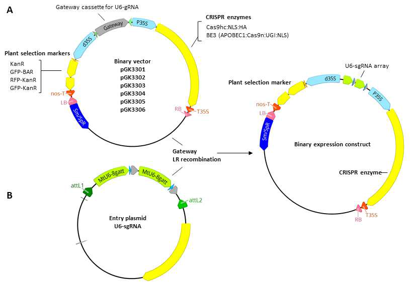 메디카고 CRISPR/Cas9 형질전환 벡터 시스템 A. Agrobacterium을 이용한 메디카고 형질전환용 벡터 pGK3301-3306. Entry 벡터에 클로닝 한 U6-sgRNA를 재조합할 수 있는 attR1-attR2 Gateway cassette, Cas9 유전자, 식물 선발마커 GFP-BAR fusion 유전자를 조합함 B. Gateway 시스템을 이용한 재조합 binary 벡터 제작과정. 목표 유전자 표적 sgRNA를 MtU6 프로모터 하위에 클로닝한 entry벡터와 pGK3301-3306 binary 벡터를 Gateway LR 재조합 반응시키고,attR1-attR2 카세트에 U6-sgRNA가 치환 삽입된 재조합 발현 벡터를 얻음