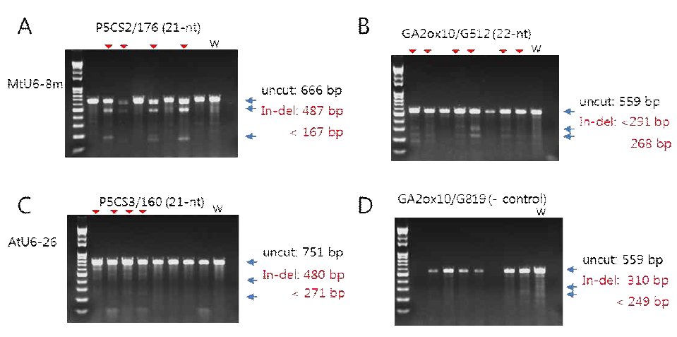 부정근 형질전환 식물체에서 CRISPR/Cas9 시스템에 의한 유전변이 검증 A. MtU6-8 프로모터를 이용한 P5CS2 표적(P2-176) 형질전환 뿌리의 T7E1 assay B. MtU6-8 프로모터를 이용한 GA2ox10 표적(G512) 형질전환 뿌리의 T7E1 assay C. AtU6-26 프로모터를 이용한 P5CS3 표적(P3-160) 형질전환 뿌리의 T7E1 assay D. MtU6-8 프로모터를 이용한 GA2ox10의 비특이표적(G819)의 T7E1 assay. RGEN 유전 변이로 In-Del이 발생했을 경우 예상되는 제한단편의 길이를 표시함
