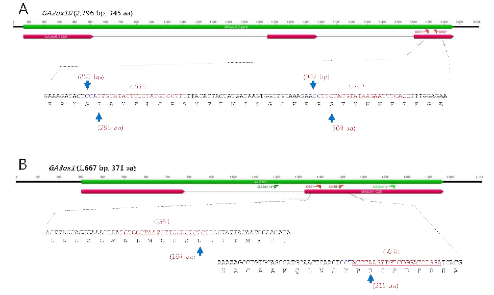 메디카고 지베렐린 관련 유전자를 표적하는 CRISPR/Cas9 sgRNA 설계 A. MtGA2ox10을 표적하는 sgRNA G512와 G907의 설계 B. MtGA3ox1을 표적하는 sgRNA G551과 G638의 설계. sgRNA 표적 유전자 서열은 빨간색, PAM 서열은 보라색으로 표시함. CRISPR/Cas9에 의해서 발생될 DSB의 첫 번째 위치(-4 bp)에 해당하는 아미노산의 위치를 화살표로 표시함