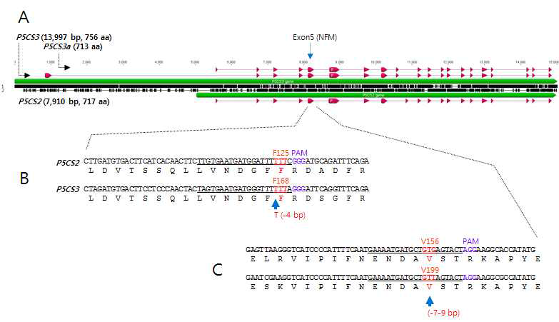 메디카고 P5CS2와 P5CS3의 CRISPR/Cas9 RGEN-HDR을 위한 sgRNA 설계 A. MtP5CS2와 MtP5CS3 유전자의 구조. γ-GK 도메인의 Negative Feedback Motif (NFM)는 exon5에 위치함 B. NFM의 표적 아미노산 F125 (빨간색)와 Cas9 결합 PAM 자리의 위치(보라색). 표적 sgRNA 서열은 밑줄로 나타냄. F125의 코돈 TTT의 첫 번째 염기가 PAM (GGG)으로부터 –4 bp에 위치하므로, CRISPR/Cas9에 의해 발생할 DSB의 범위 내에 있음 C. Exon 5 NFM의 표적 아미노산 V156 (빨간색)과 표적 sgRNA (밑줄), PAM (보라색)의 위치. V156코돈 GTG는 PAM (AGG)으로부터 –7-9 bp에 위치하므로 DSB 범위 내에 있음