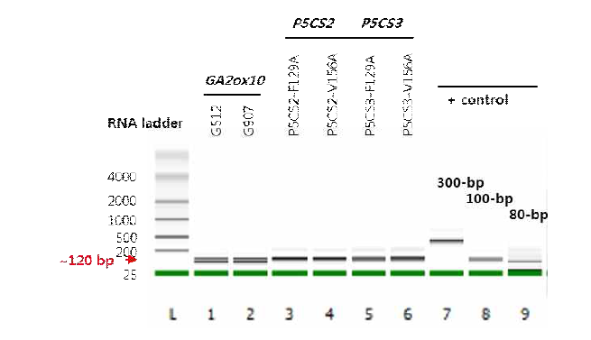 Bioanalyzer 2100을 이용한 in-vitro 전사 합성된 sgRNA 분석 MtGA2ox10, MtP5CS2, MtP5CS3을 표적하는 sgRNA 6종을 T7 RNA polymerase를 사용하여 in-vitro 전사시키고, DNase-I을 처리하여 주형을 제거한 후 Agilent Bioanalyzer 2100과 RNA nano chip을 사용하여 크기를 분석함. 예상 크기 약 120 bp에서 피크가 형성됨