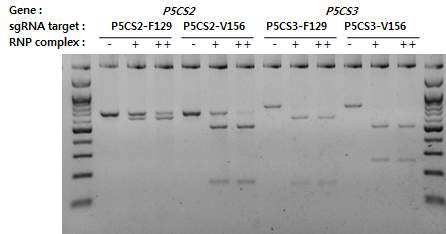 메디카고 RGEN-RFLP 실험조건 수립 MtP5CS2와 MtP5CS3을 표적하는 각 2종의 sgRNA (P5CS2-F129, P5CS2-V156와 P5CS3-F129, P5CS3-V156)의 표적 영역을 PCR 증폭한 후 RGEN-RFLP를 수행함. 총 부피 15 ul에 PCR 산물 5ul, in-vitro transcription으로 전사 합성한 sgRNA 100 ng과 정제 Cas9 단백질 0 (-), 0.2 ug (+), 1.0 ug (++)을 혼합하여 반응시킴