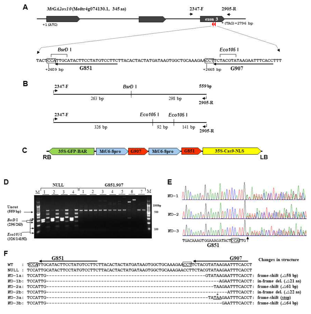 다중 표적에 의한 MtGA2ox10 유전자 결손 형질전환 식물체의 제작 A. MtGA2ox10 유전자의 구조. CRISPR/Cas9의 목표 2곳(G851와 G907)과 RFLP에 의한 유전형 분석 영역의 PCR 프라이머(GA2OX-2347f, GA2OX-2905r)의 위치를 표시함. G851과 907의 위치는 GA 2-oxidase의 dioxygenase motif 6 (Chen et al., 2016) 영역에 해당함 B. CRISPR/Cas9 유발 변이의 유전형 분석을 위한 PCR-RFLP 제한효소 지도. C. MtGA2ox10 유전자편집을 위한 CRISPR/Cas9 재조합벡터 3305-G851.907의 T-DNA 구조. Dual sgRNA (MtU6-8pro-G907, MtU6-8pro-G851를 직렬 배열한 엔트리 플라스미드 2223-G851.907)를 GFP-BAR 선발 마커와 Cas9 발현 카세트를 가진 pGK3304에 재조합함 D. MtGA2ox10 유전자결손 식물체 뿌리의 PCR-RFLP genotyping. 1차적으로 선발한 7 개체의 biallelic 변이 후보 식물체들을 BsrDI과 Eco109I로 처리한 결과. 4 개체의 벡터 대조구(pGK3304)를 대조(NULL)로 사용. 각 개체 번호 밑의 왼쪽은 BsrDI, 오른쪽은 Eco109I 처리 결과임. 마커 옆에 예상되는 제한효소 절편의 크기를 표시했으며, Eco109I은 낮은 활성 때문에 BsrDI에 비해 완전히 잘리지 않은 밴드가 있으며, 대조 샘플과 비교하여 판단함 E. MtGA2ox10 결손 식물체 3 개체의 유전형 서열 분석. G851의 –4 bp위치부터 염기서열이 혼재되어 나타남 F. MtGA2ox10 결손 식물체의 대립 유전형. 벡터에 클로닝 한 후 염기서열을 결정함
